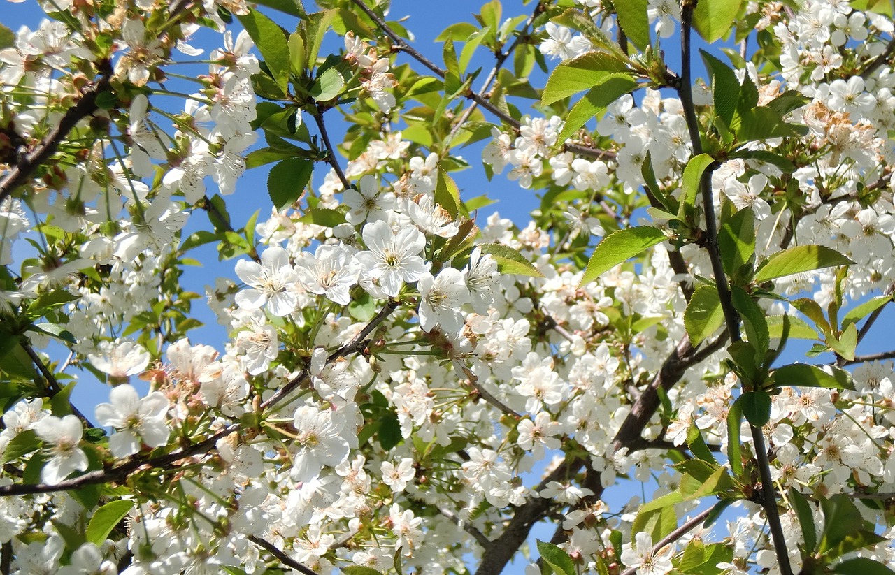 tree flower season free photo