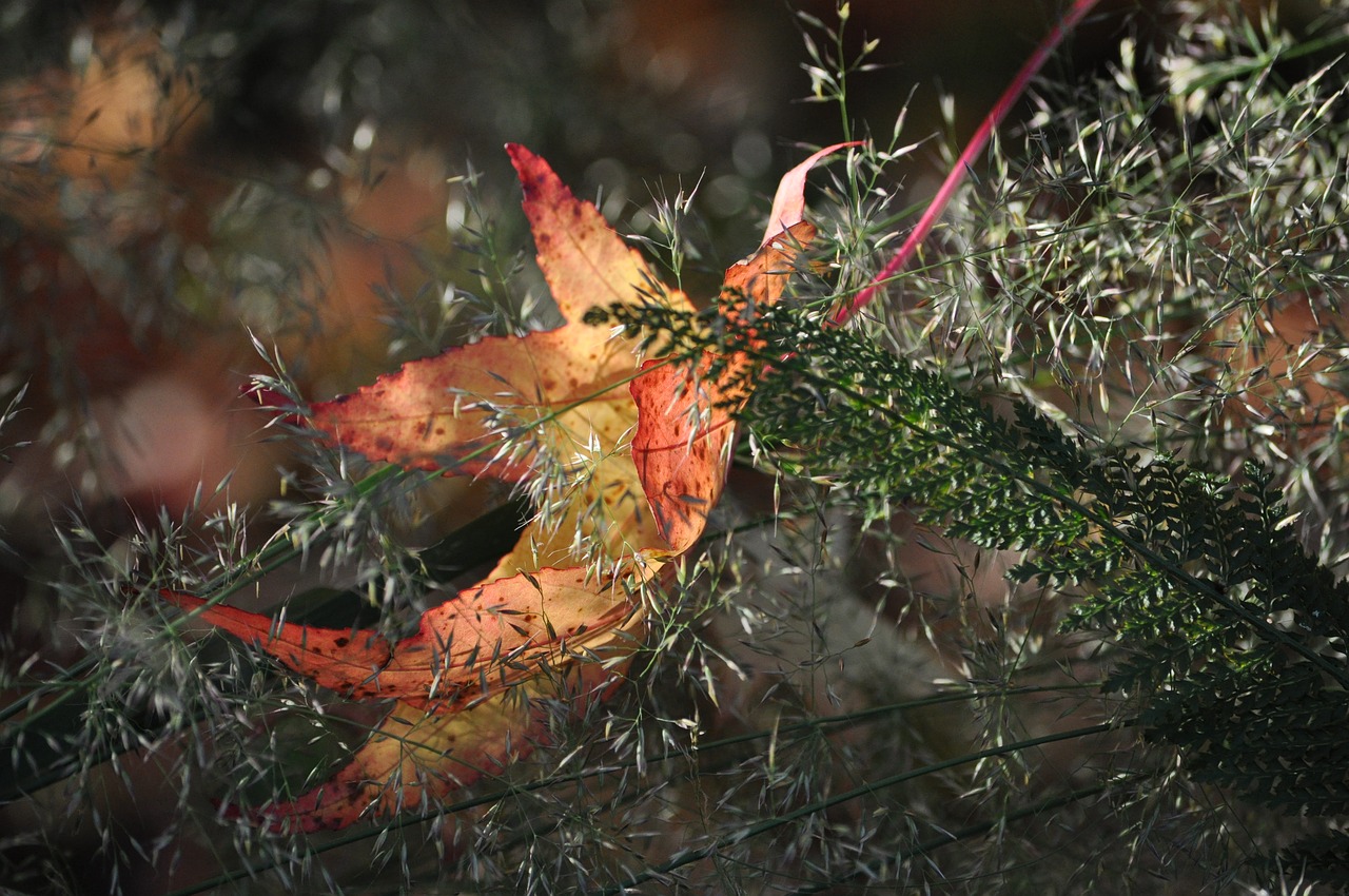 tree nature season free photo