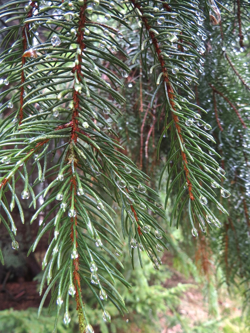 tree städsegrön tallsläktet free photo