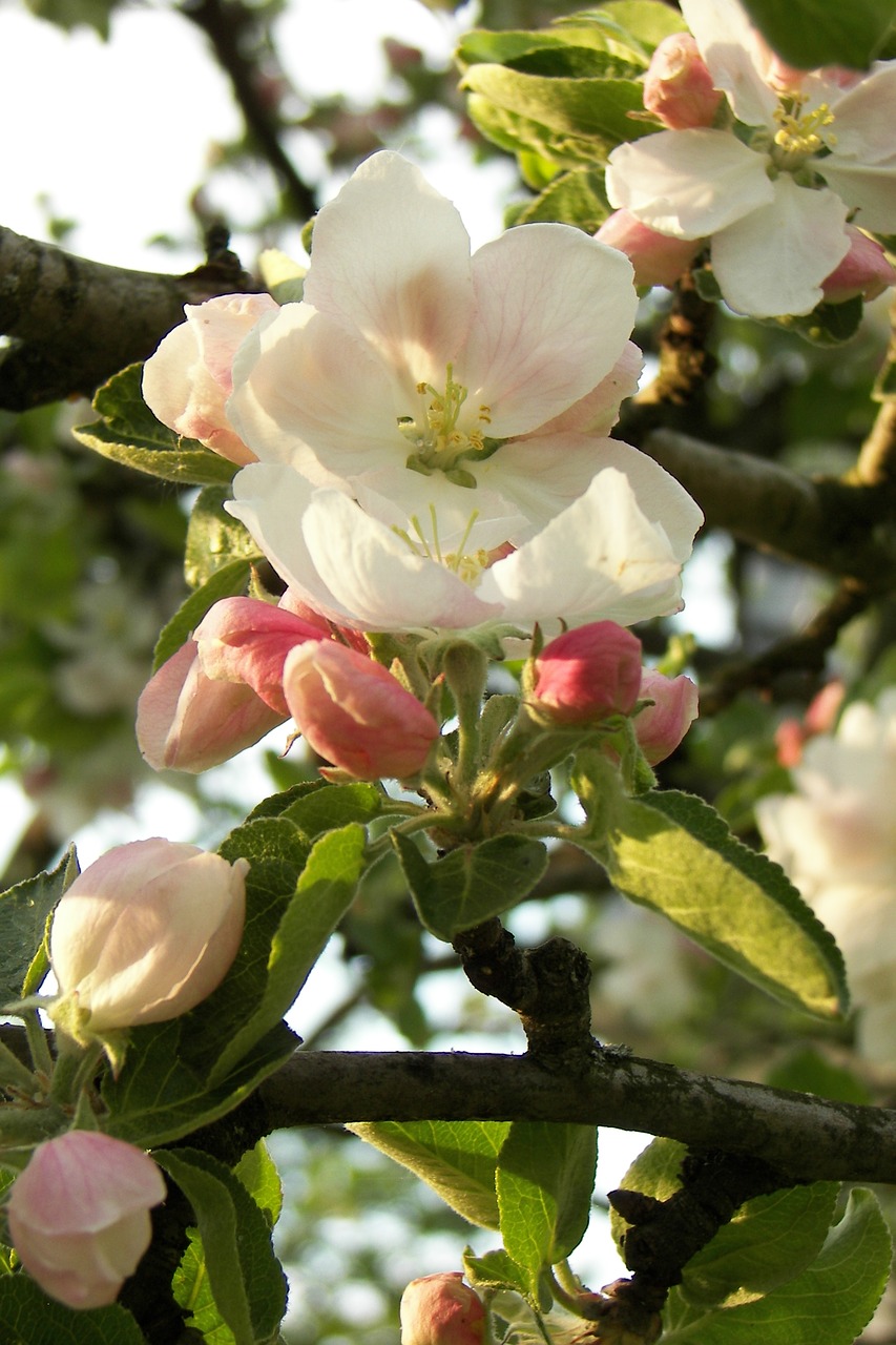 tree flower branch free photo