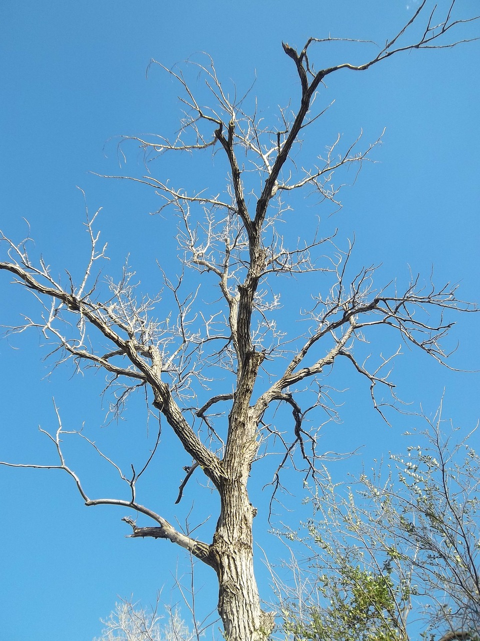 tree branch plant free photo