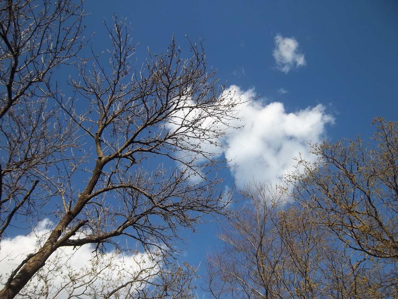 tree branches sky free photo