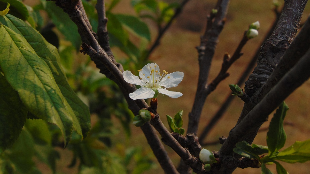 tree nature plant free photo