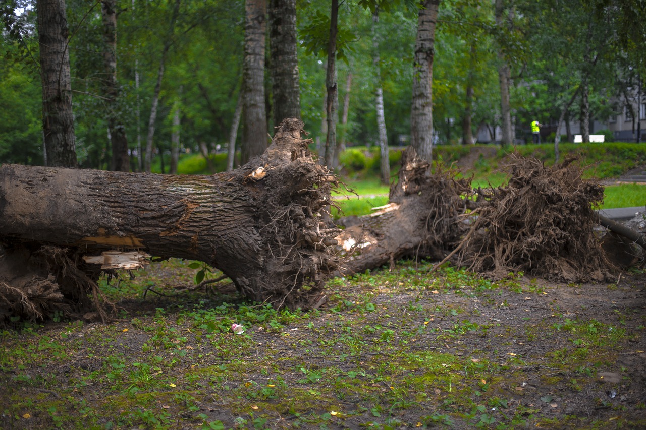 tree wood nature free photo