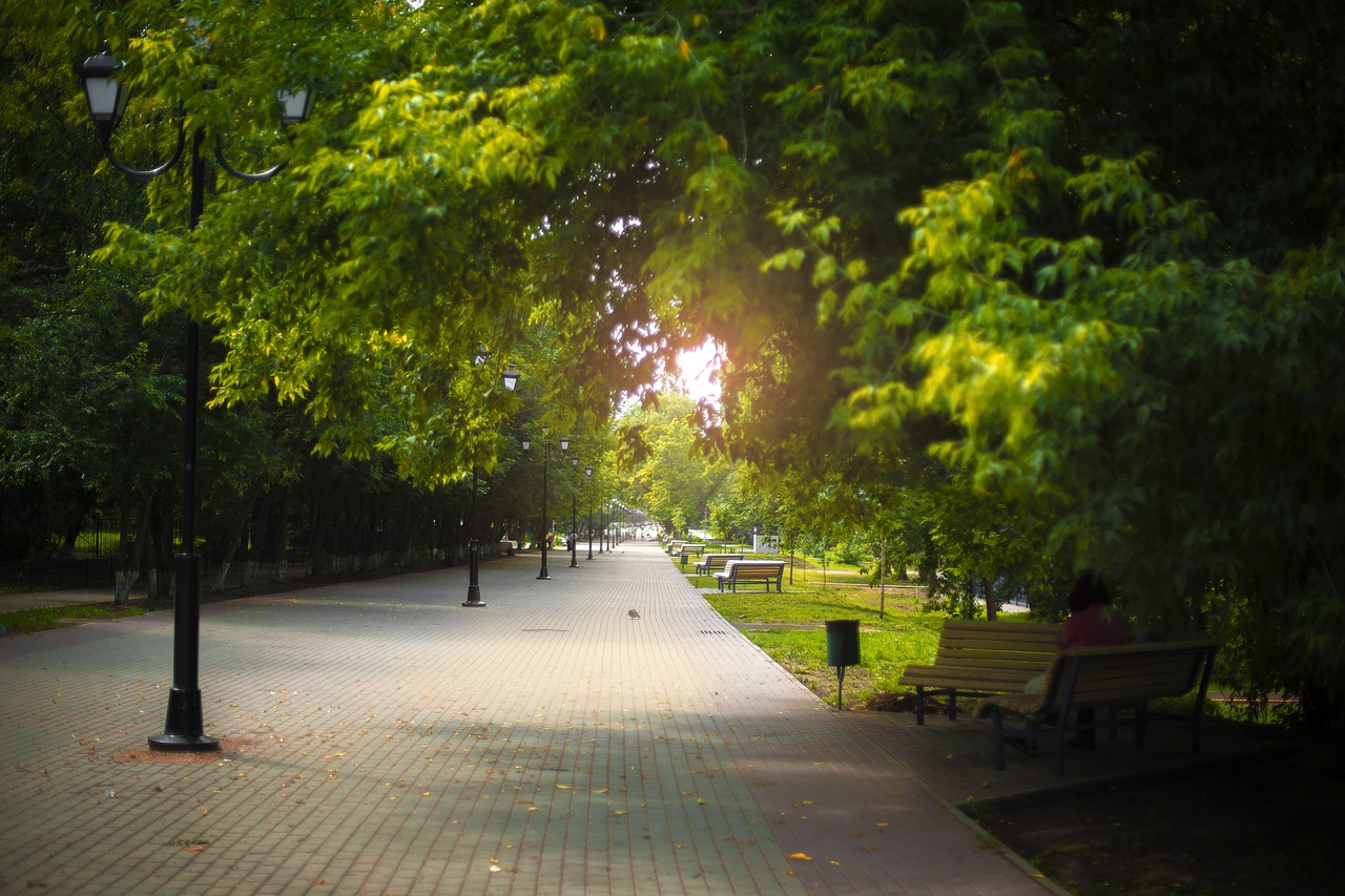 tree road nature free photo