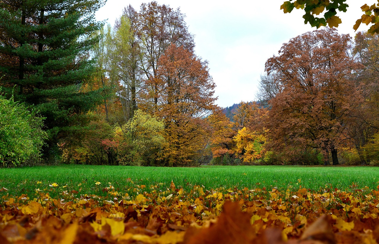 tree nature season free photo