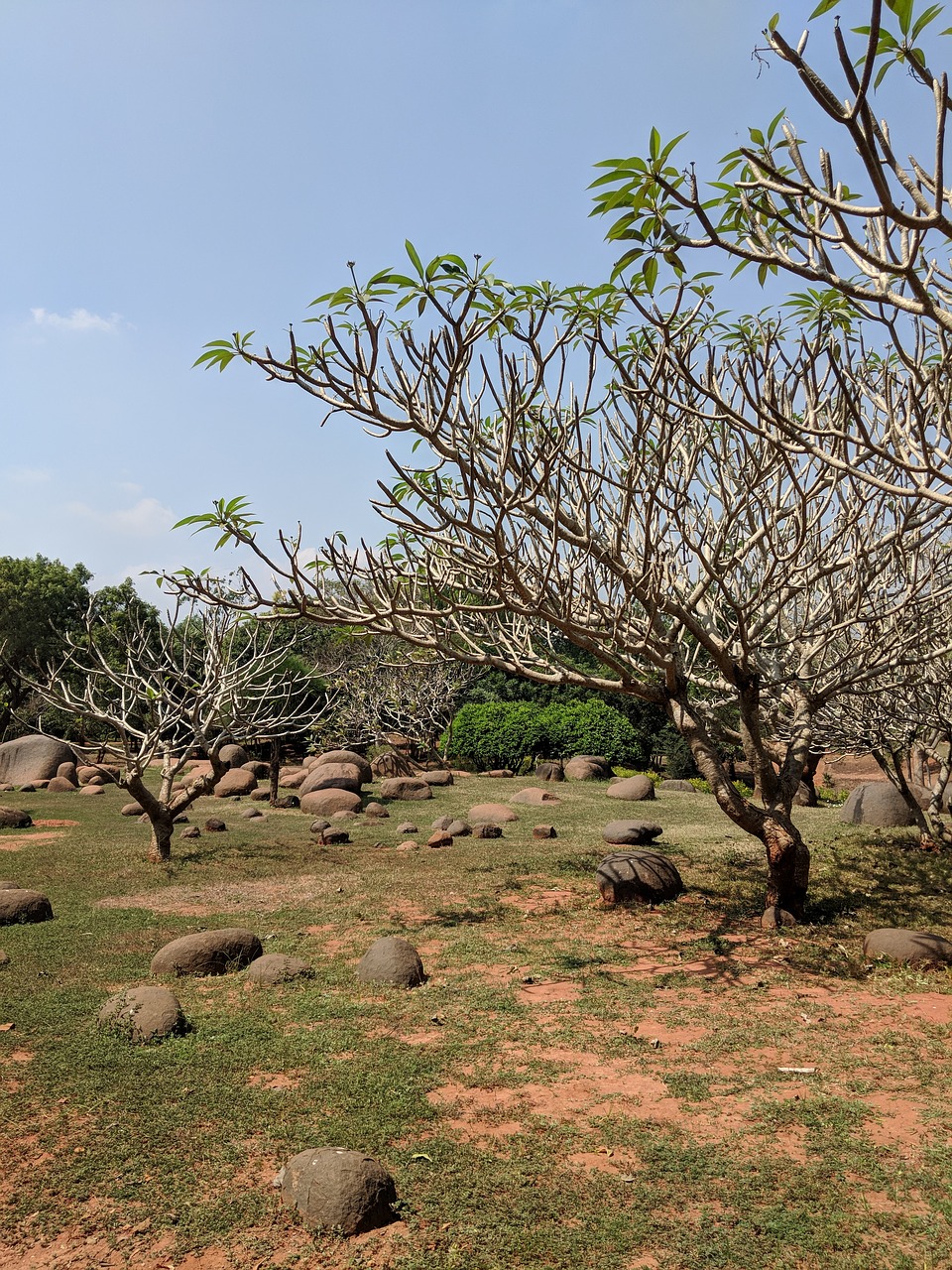 tree nature landscape free photo