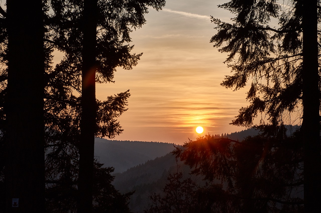 tree nature sunset free photo