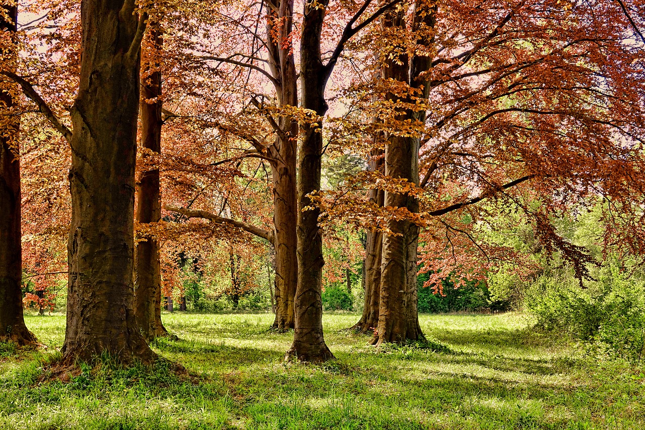 tree spring park free photo