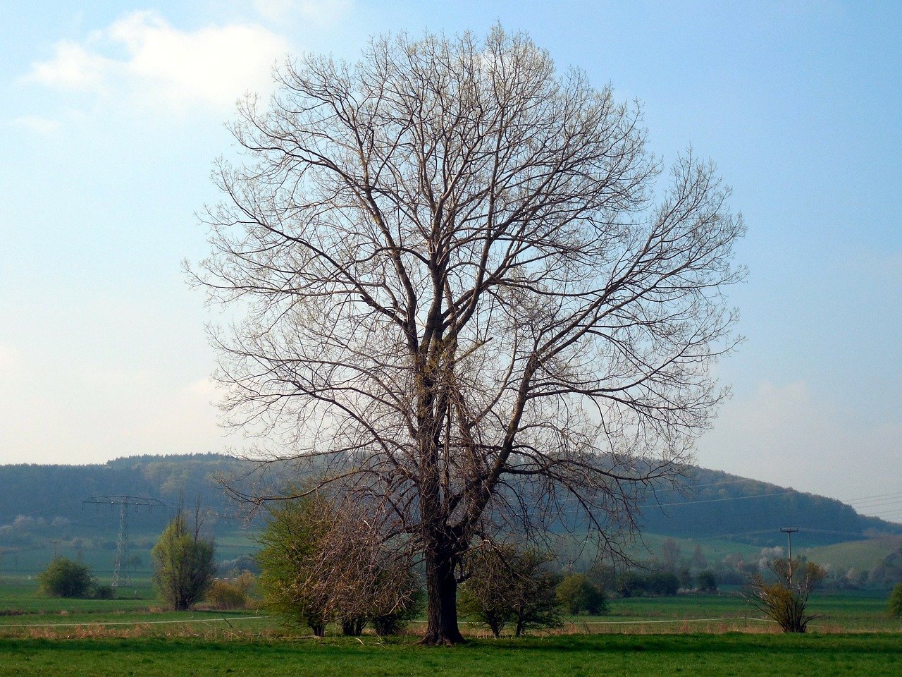 tree individually kahl free photo