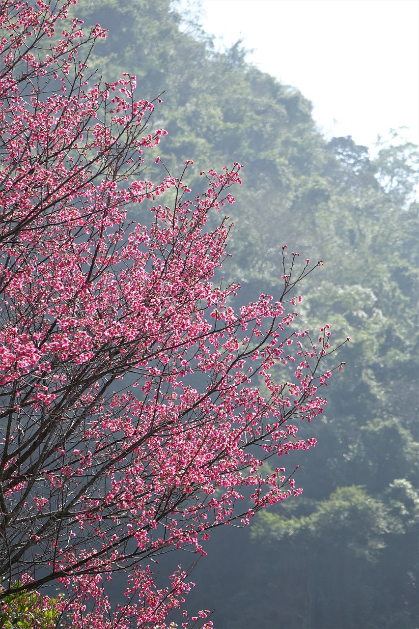 tree cherry wood cherry blossoms free photo