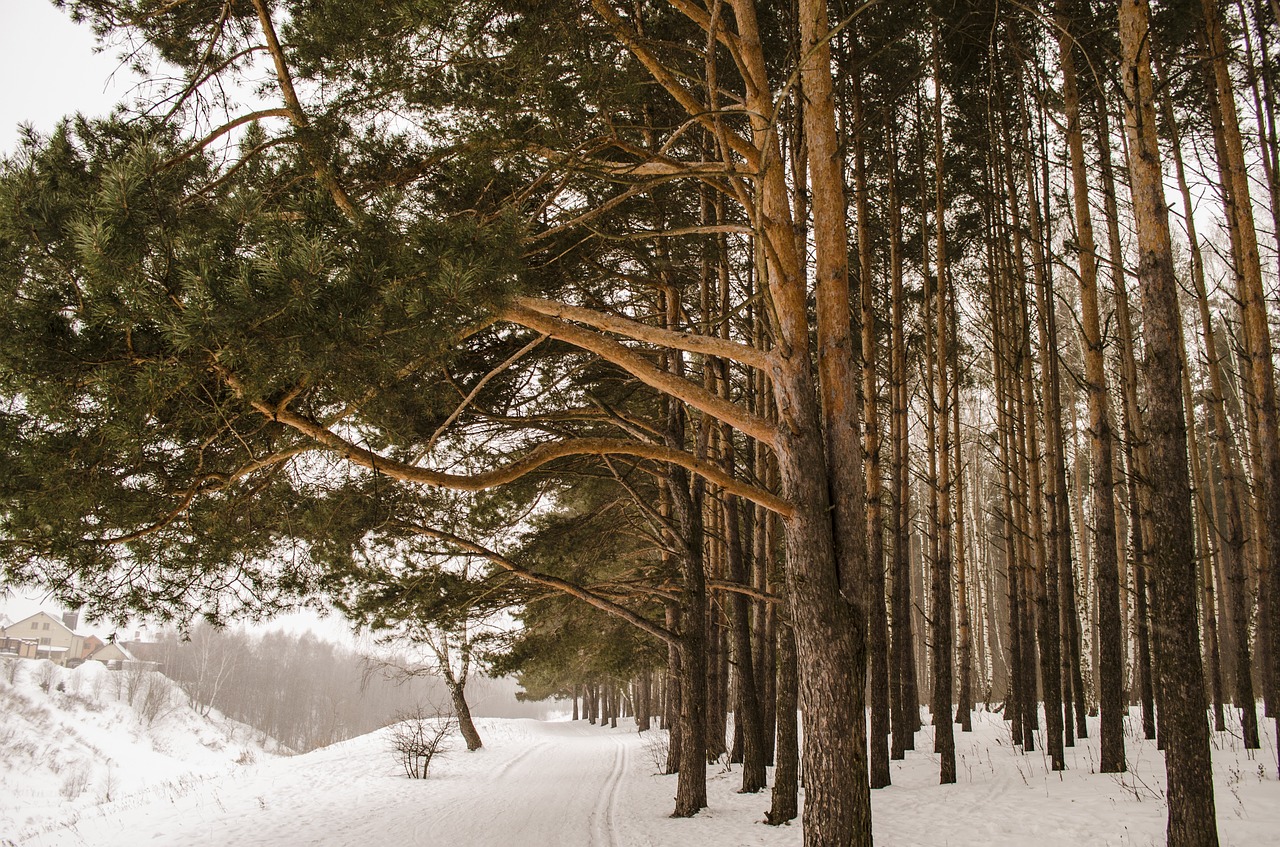 tree winter wood free photo