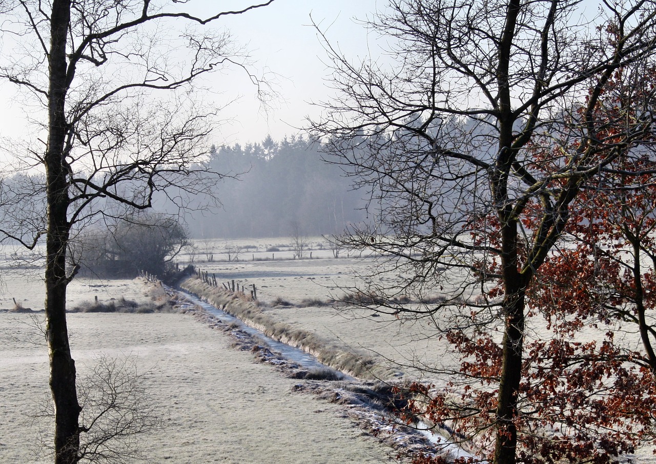 tree nature season free photo