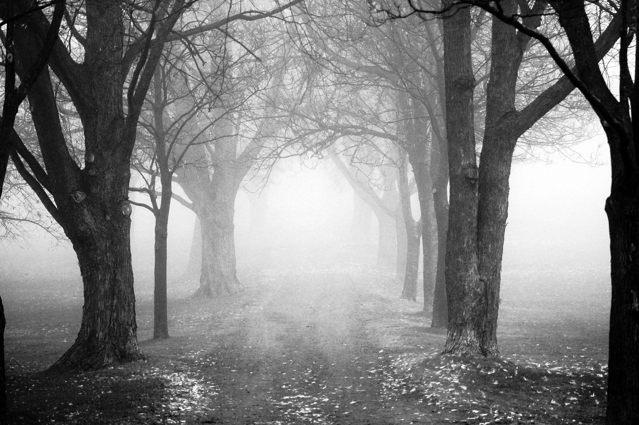 tree fog mist free photo