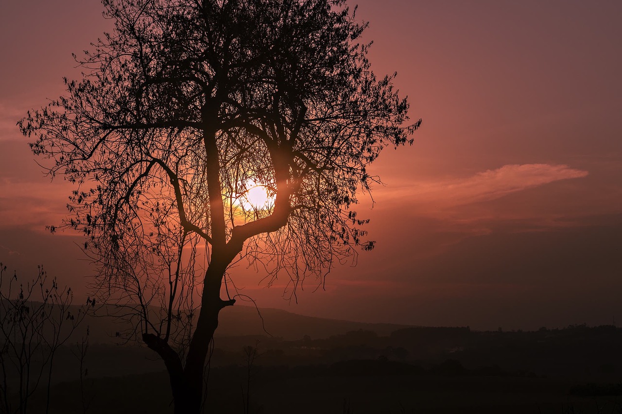 tree dawn sunset free photo