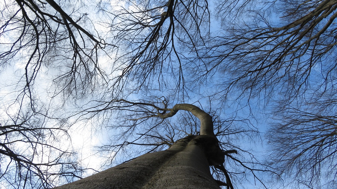 tree wood branch free photo