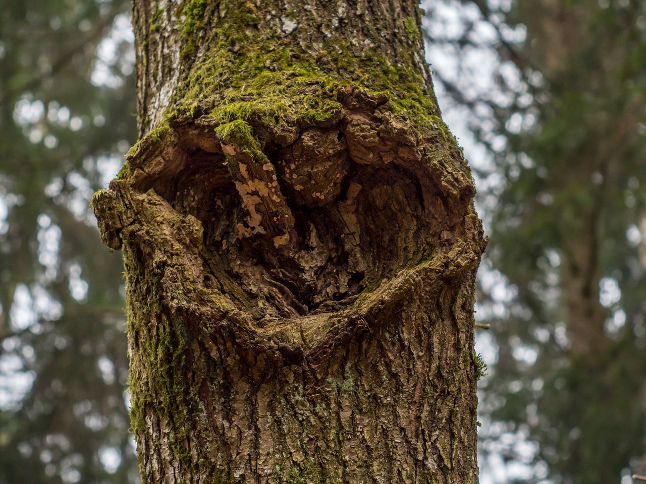 tree wood nature free photo