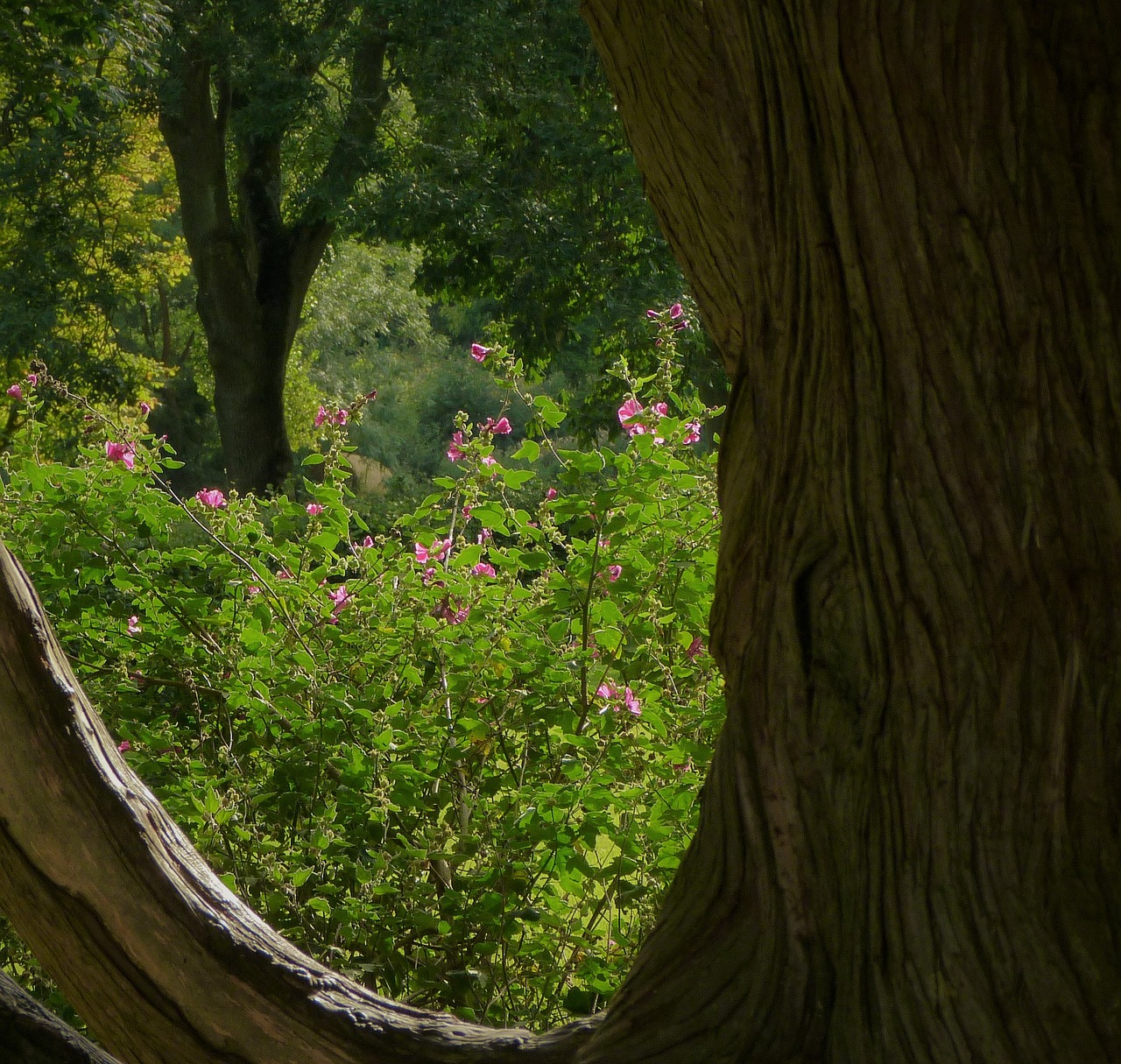 tree wood nature free photo