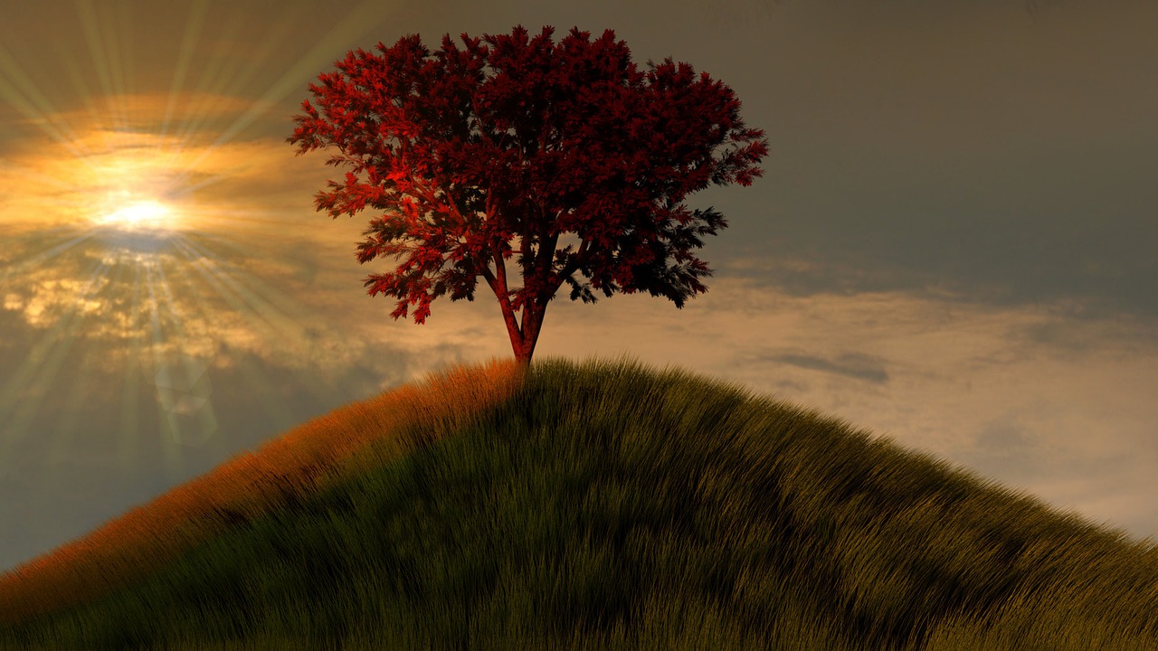 tree nature sunset free photo