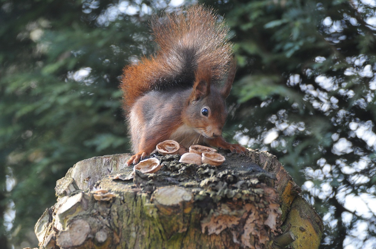 tree mammal nature free photo