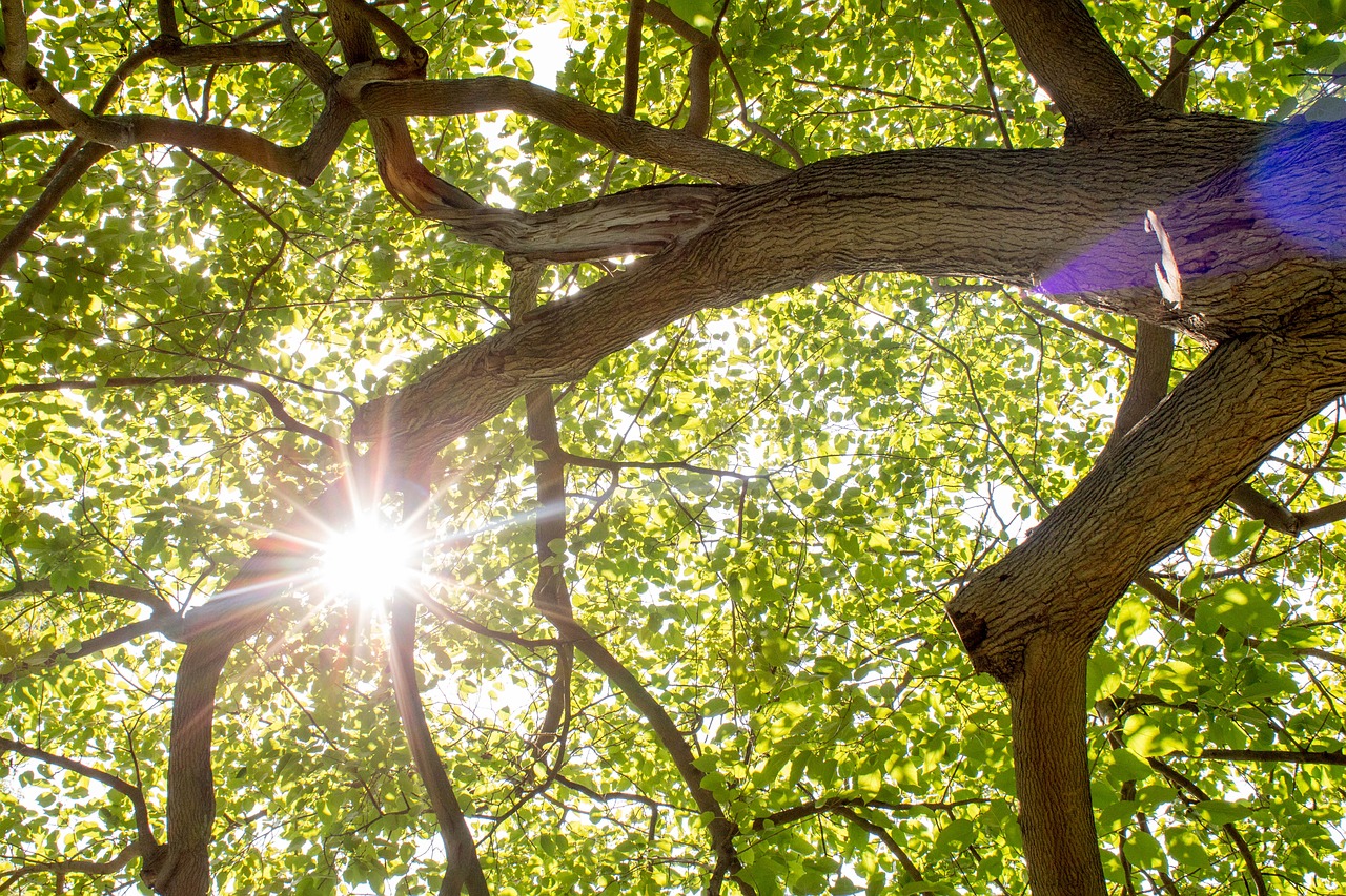 tree nature wood free photo