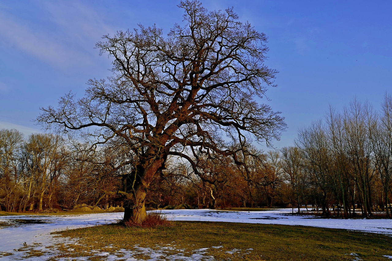 tree nature country free photo