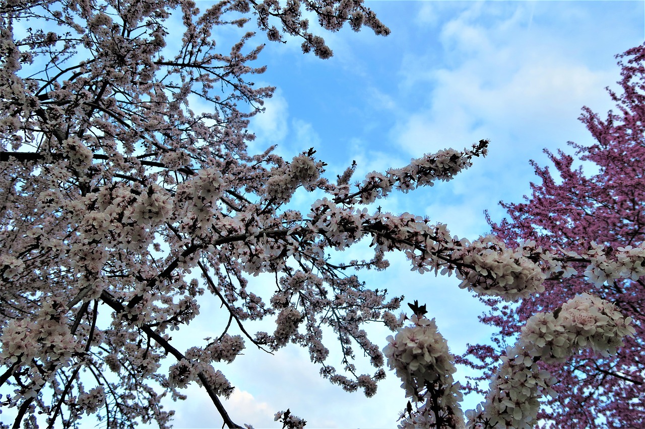 tree flowers current season free photo