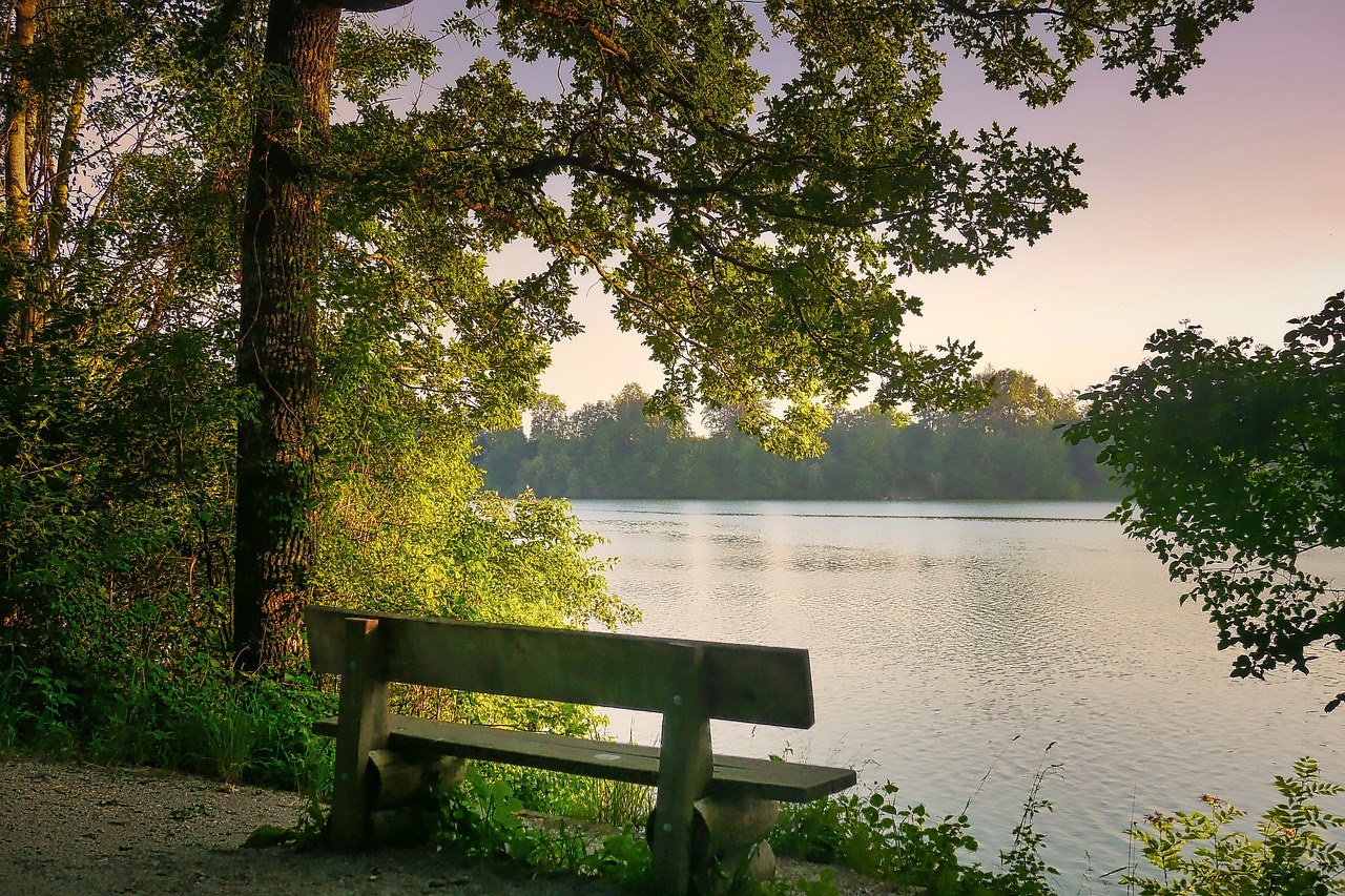 tree nature wood free photo