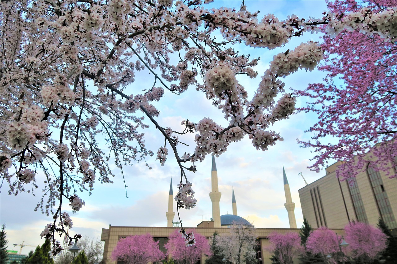 tree flower cami free photo