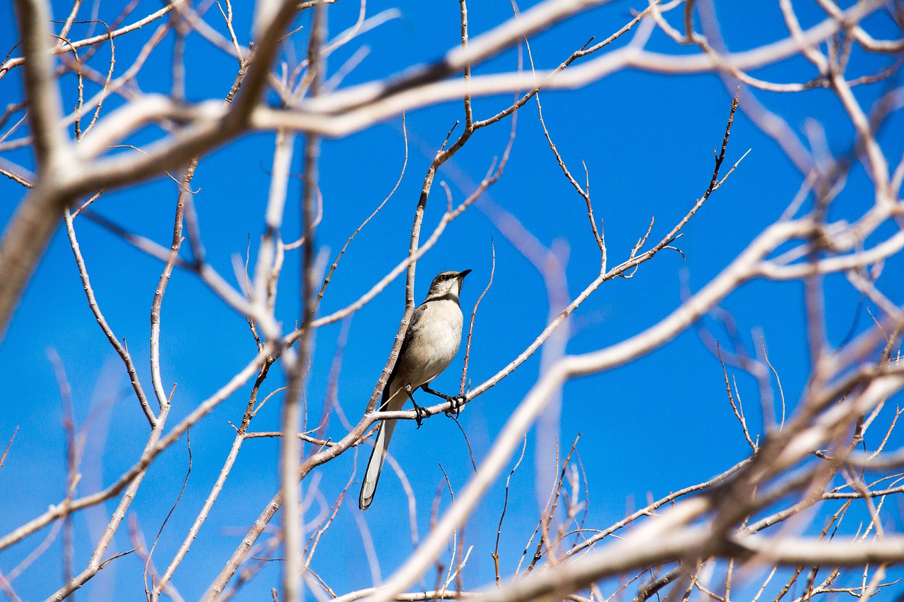 tree nature outdoors free photo