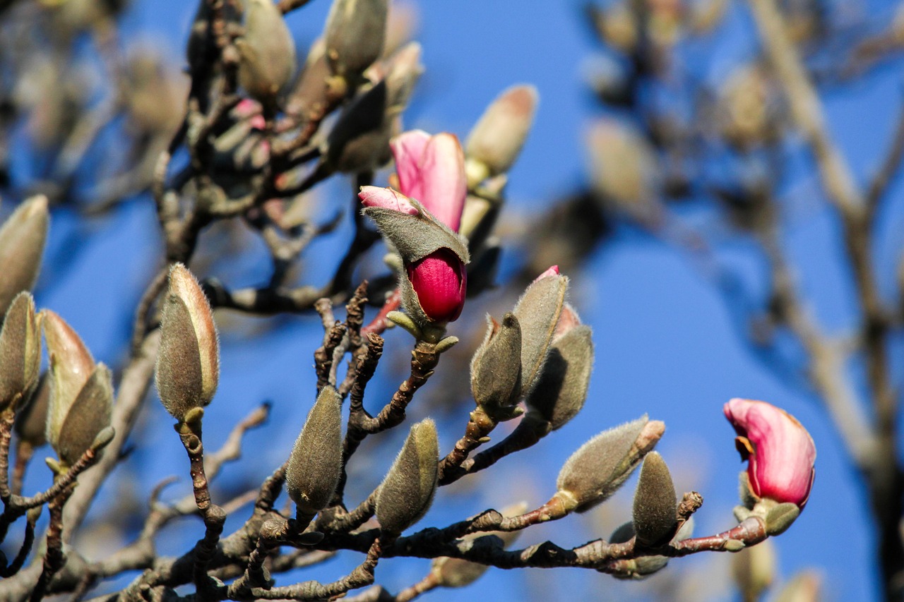 tree branch nature free photo