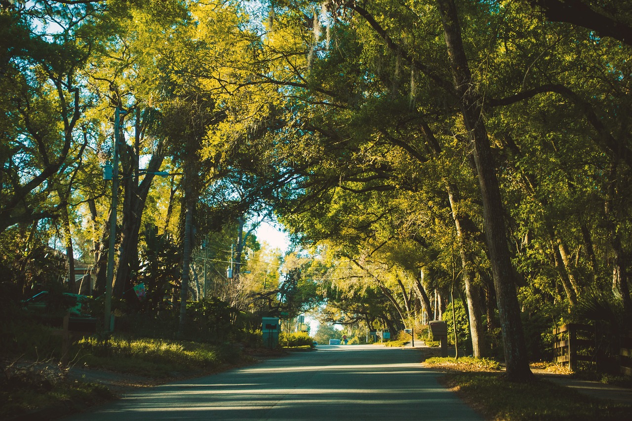 tree nature leaf free photo