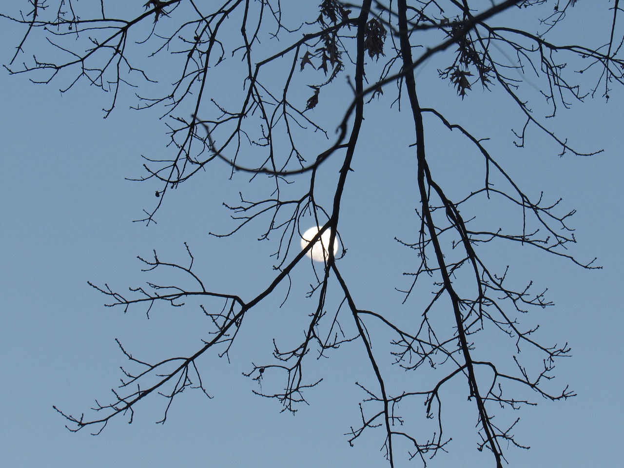 tree branch nature free photo