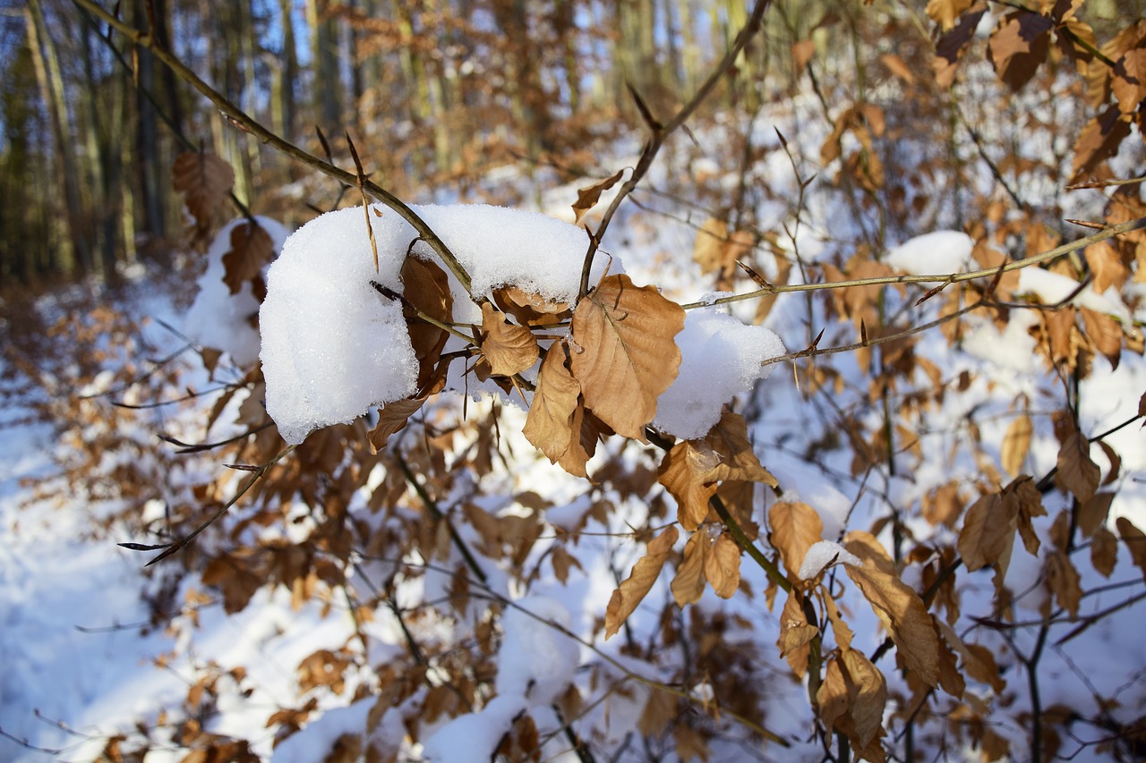 tree season winter free photo