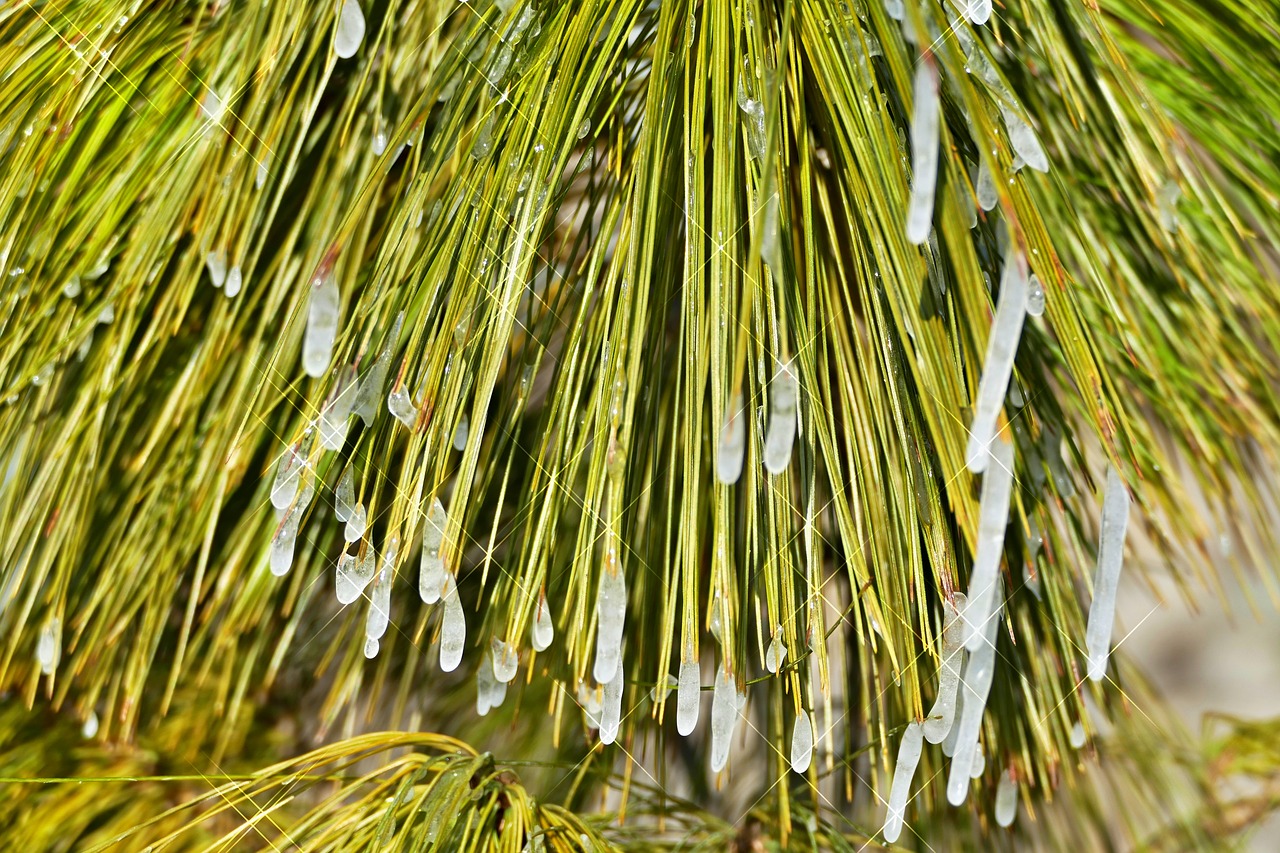 tree conifer pine free photo