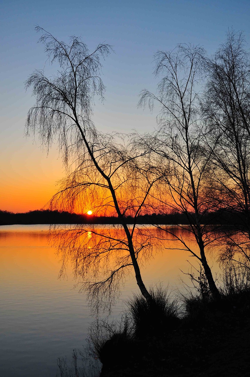 tree dawn nature free photo