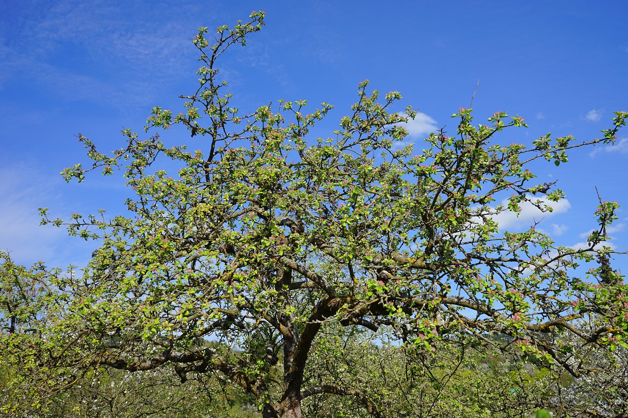 tree apple tree spring free photo