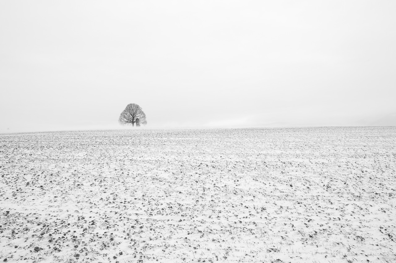 tree black and white fog free photo