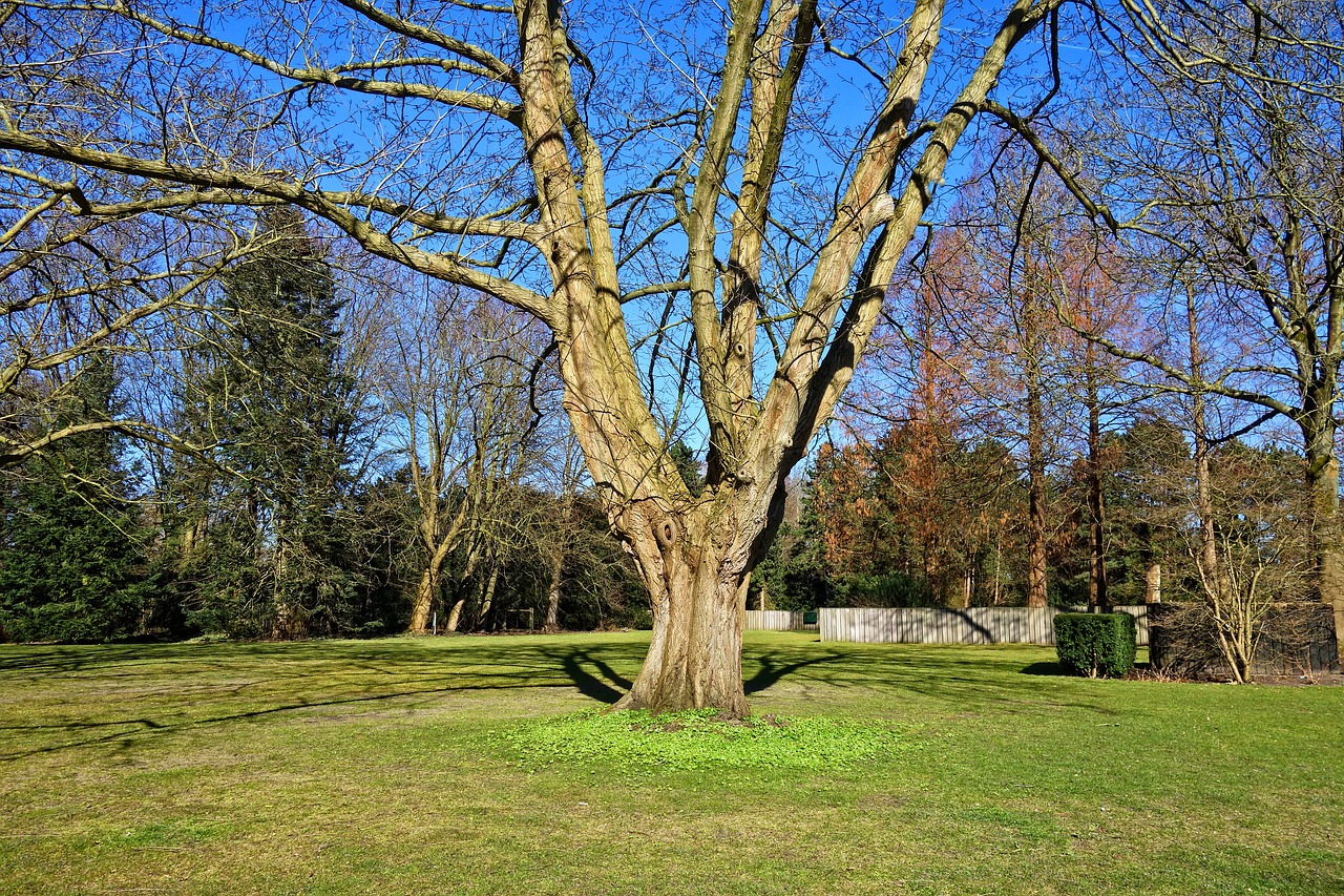 tree trunk branch free photo