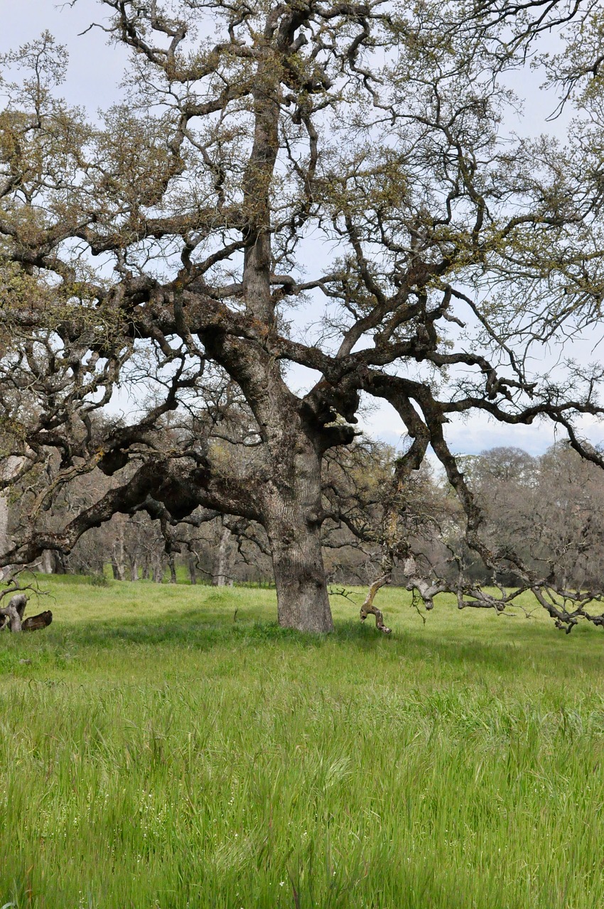 tree landscape nature free photo