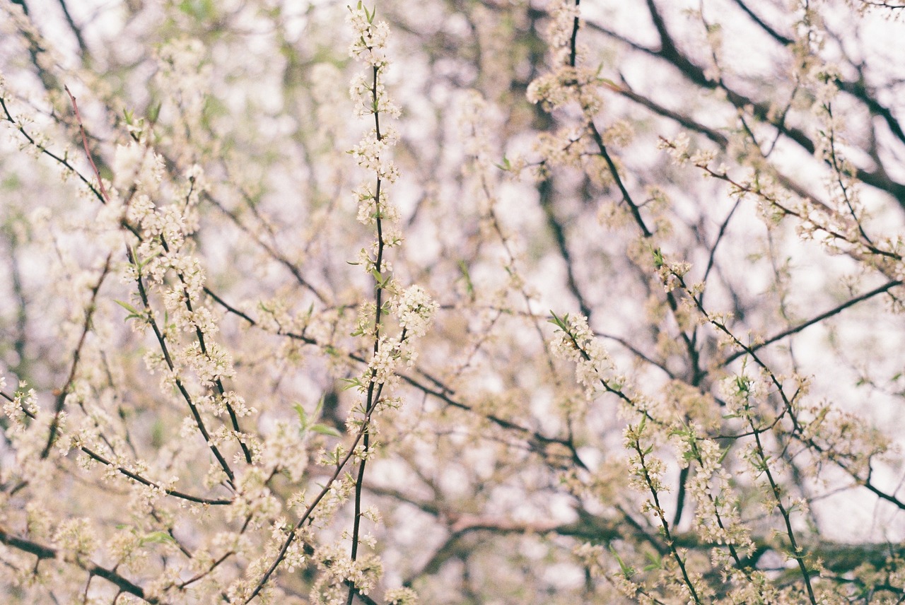 tree desktop nature free photo