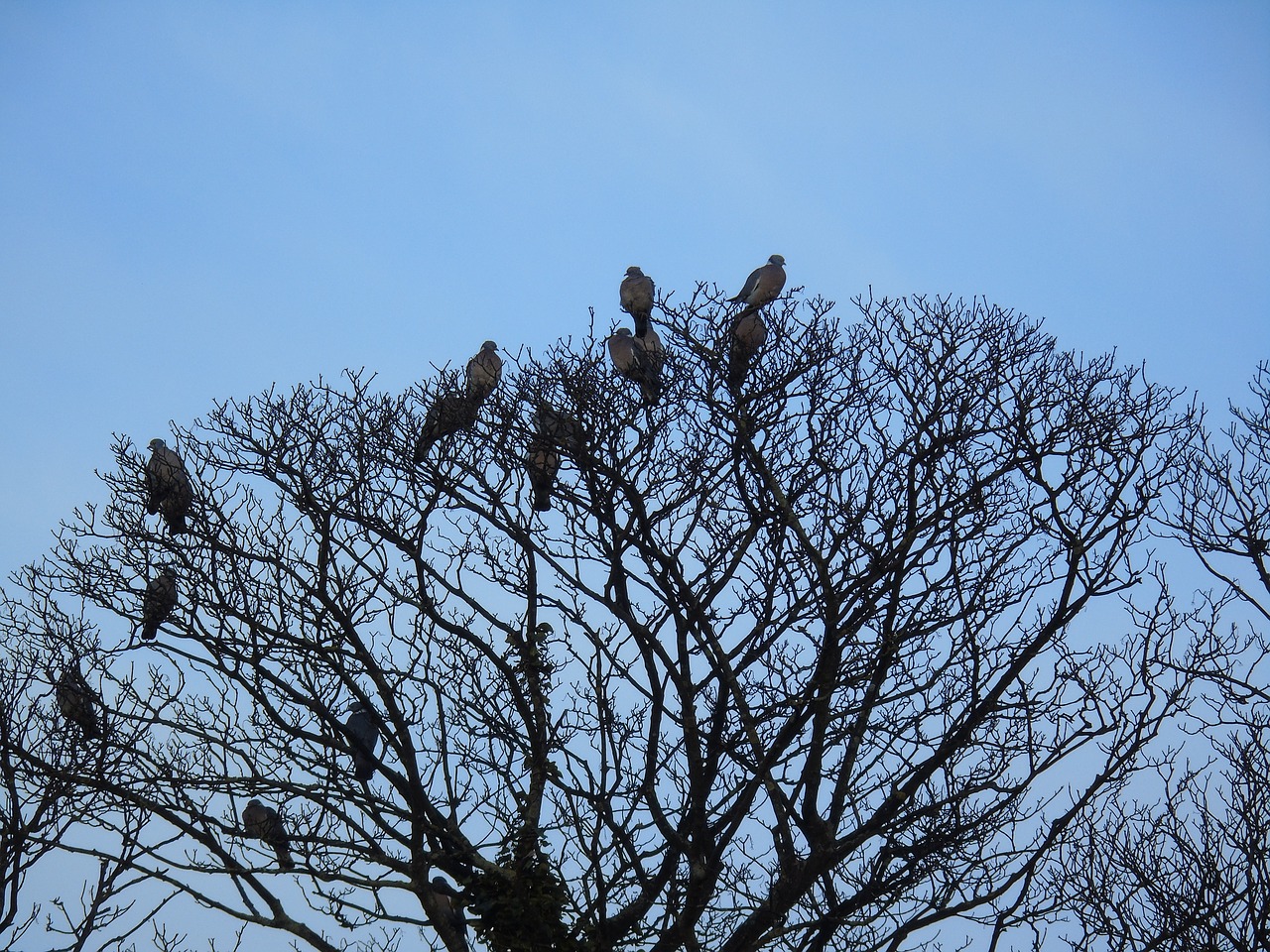 tree branch sky free photo