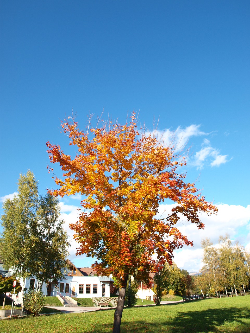 tree autumn nature free photo