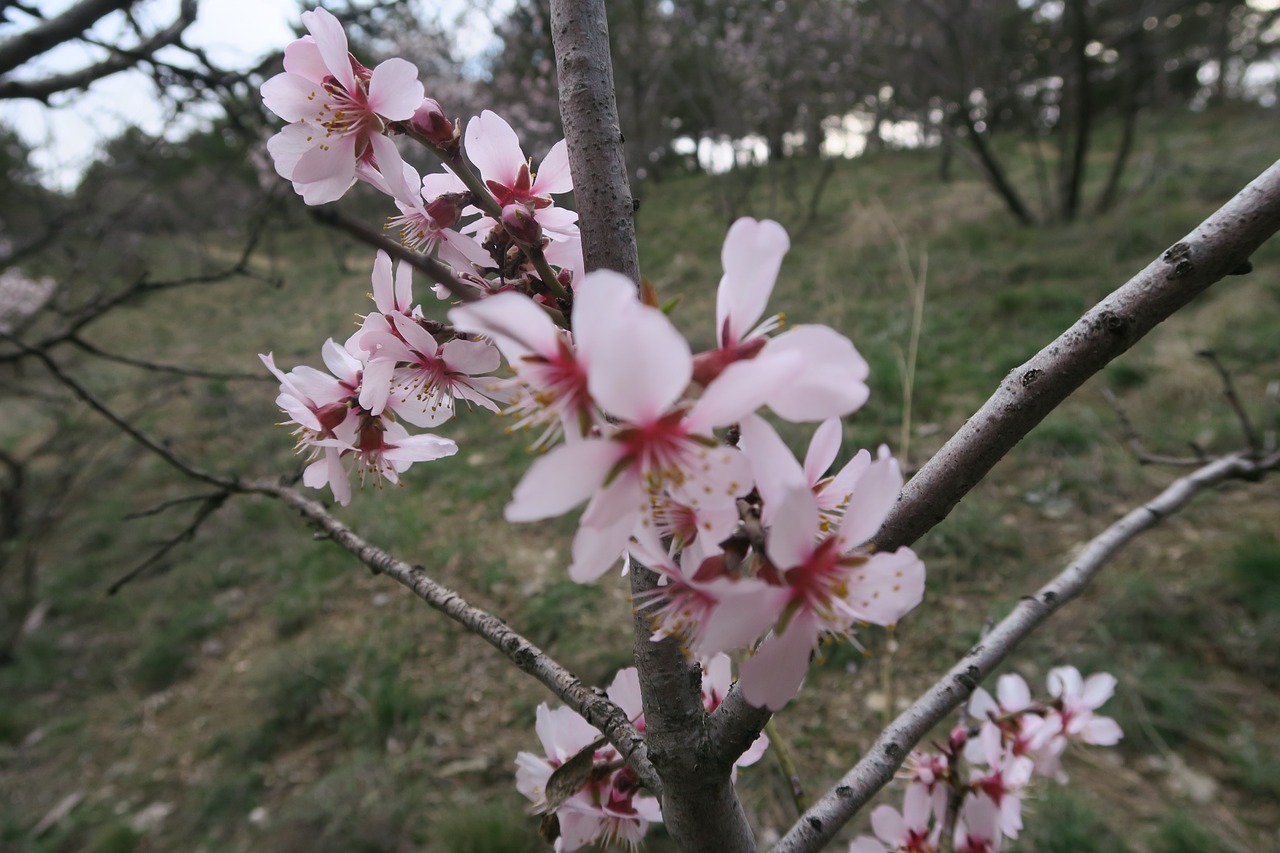 tree almond flower free photo
