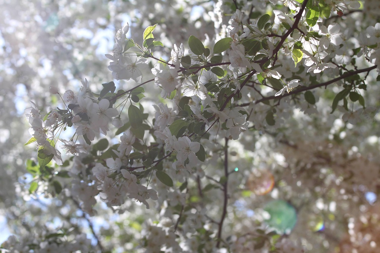 tree branch season free photo