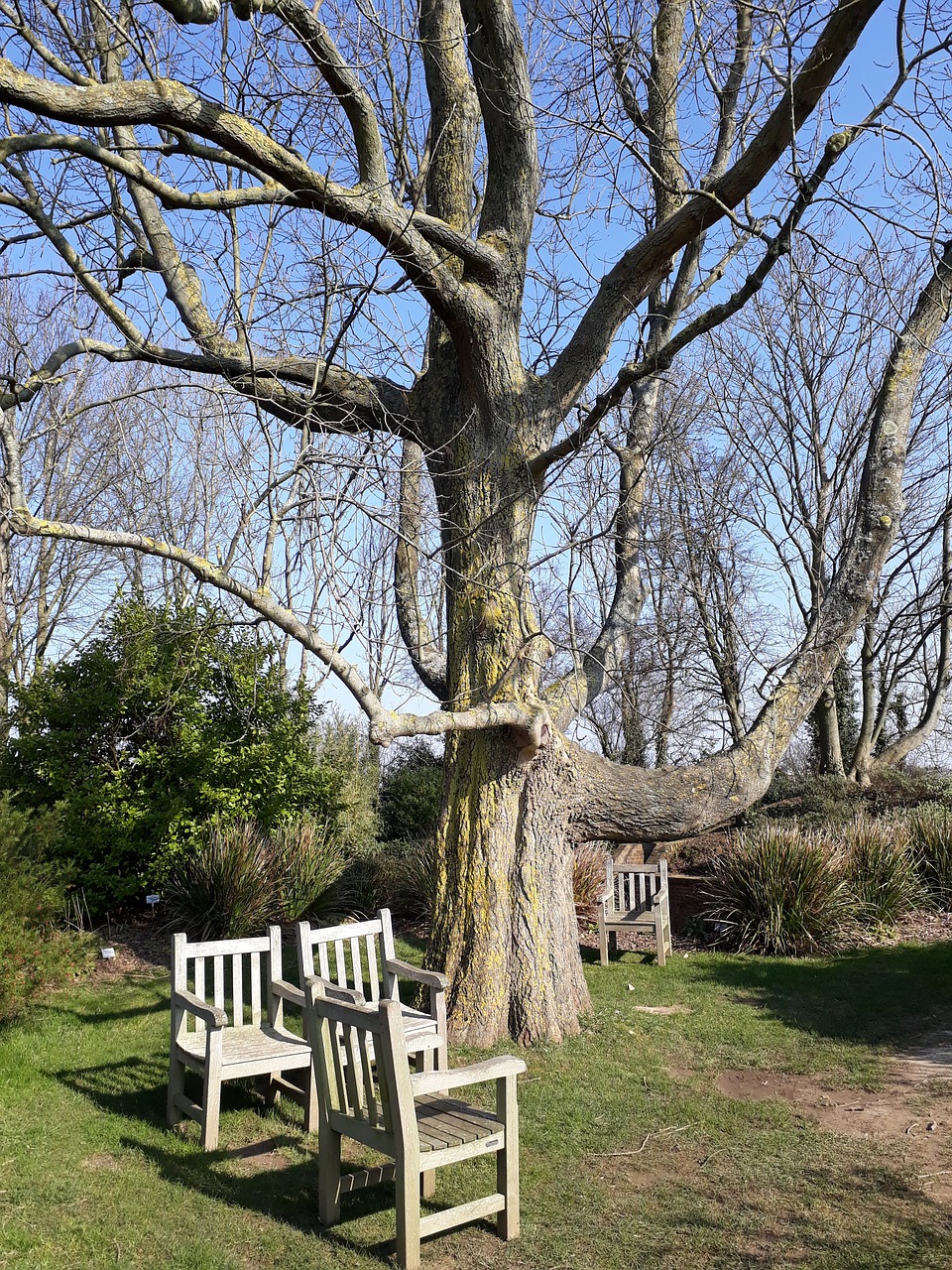 tree wood bench free photo