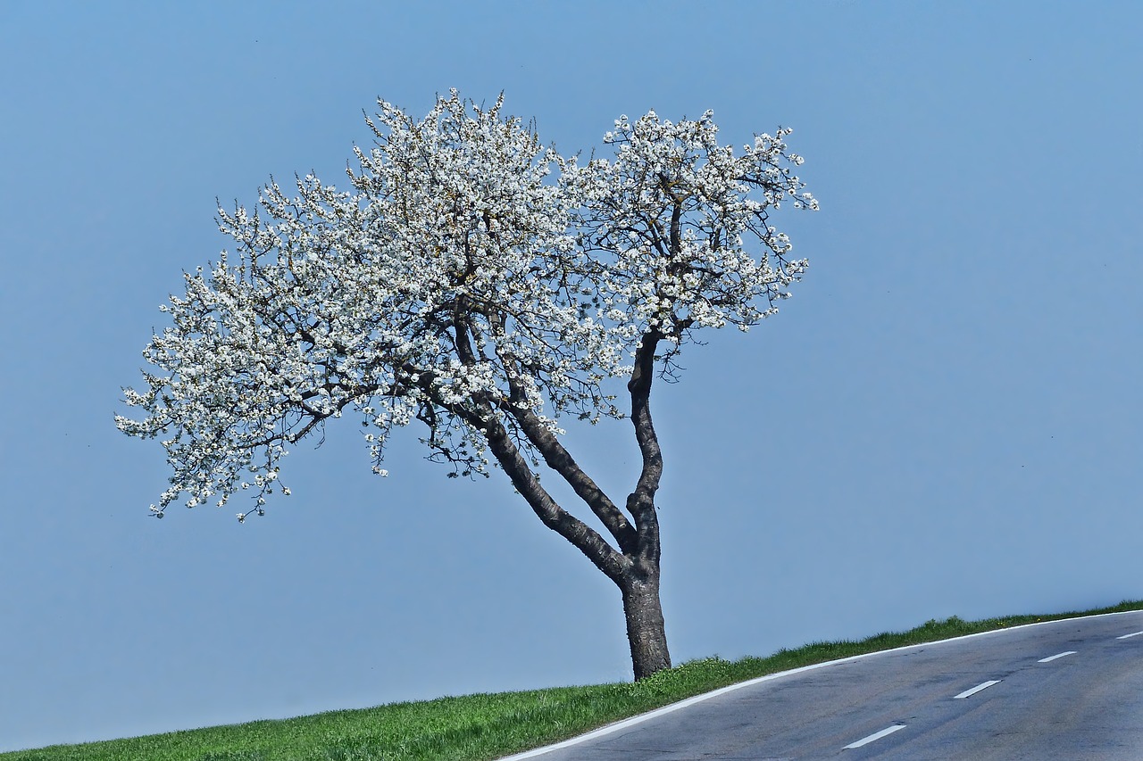 tree season flourishing tree free photo