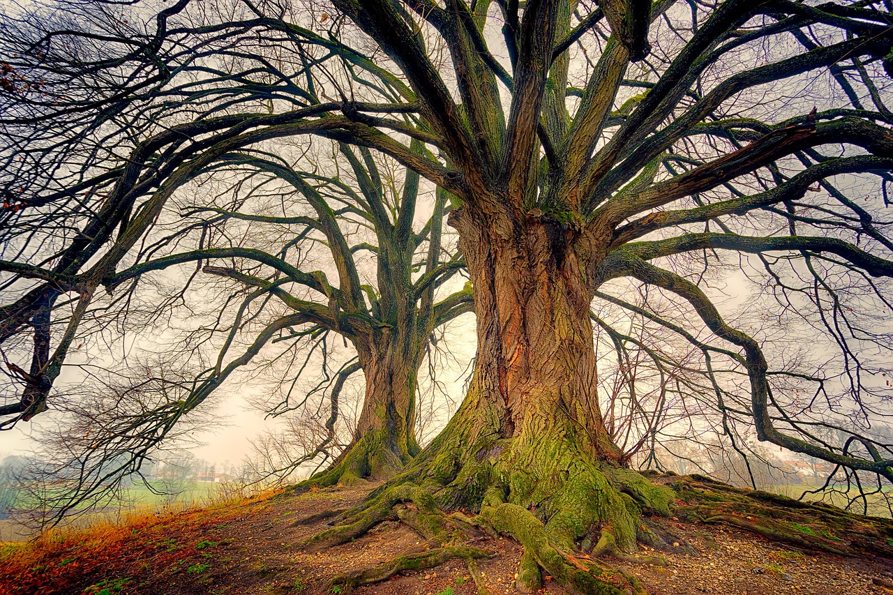 tree nature wood free photo