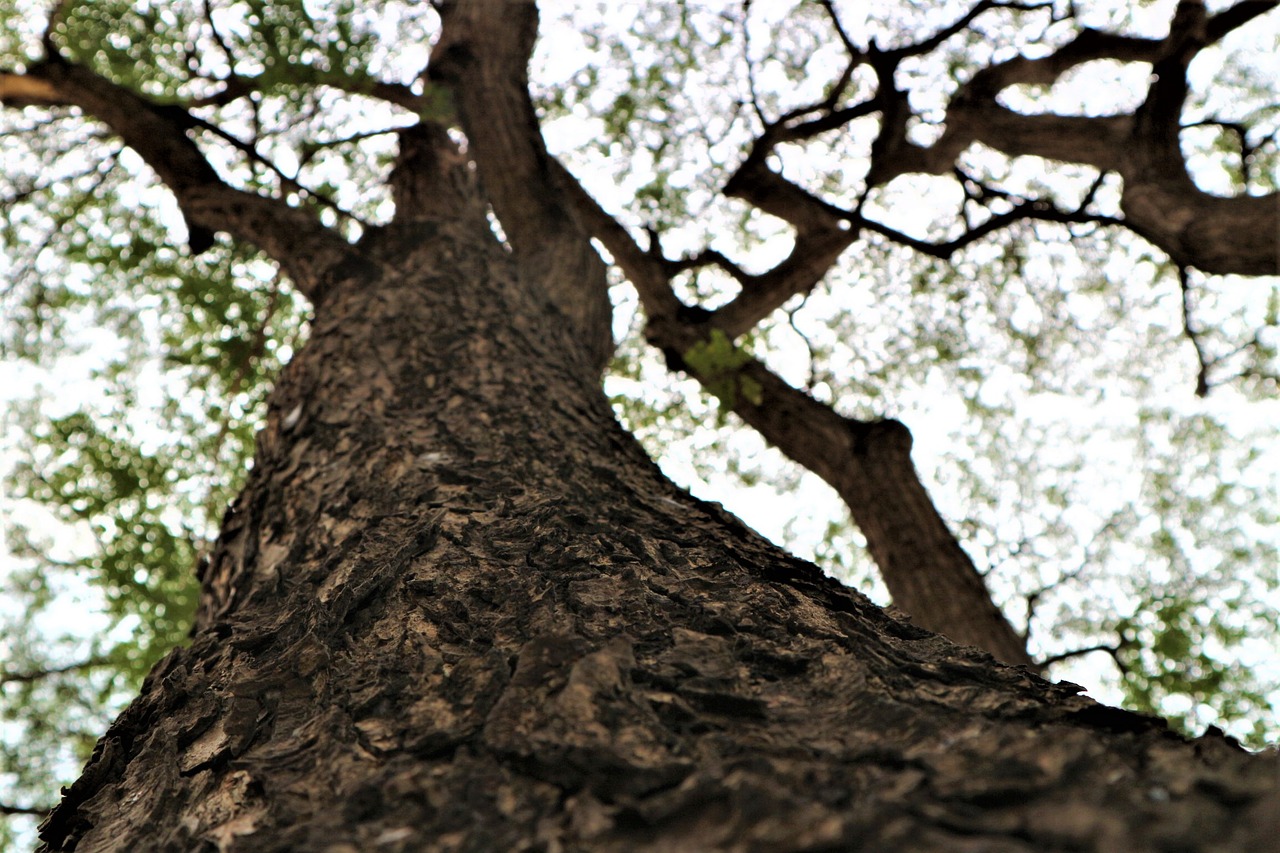 tree bark trunk free photo