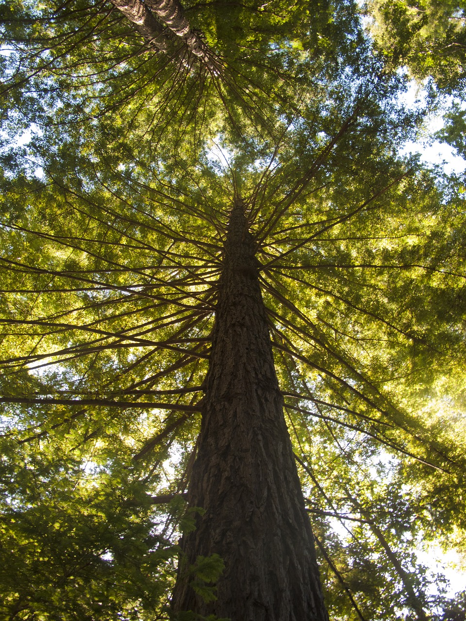 tree wood nature free photo